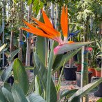 Strelícia kráľovská (Strelitzia Reginae) – výška 110-130 cm, kont. C35L